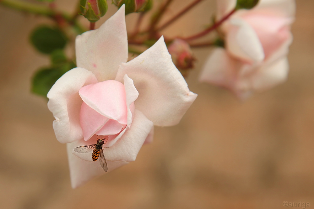 Die Montagsrose mit Besuch