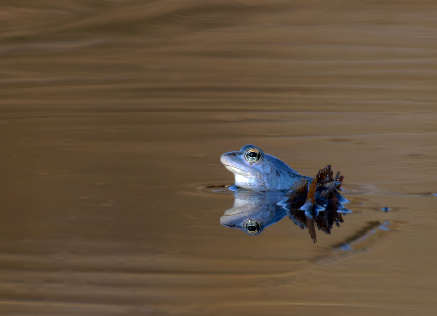 Die Moorfrösche (Rana arvalis) machen einen auf blau!