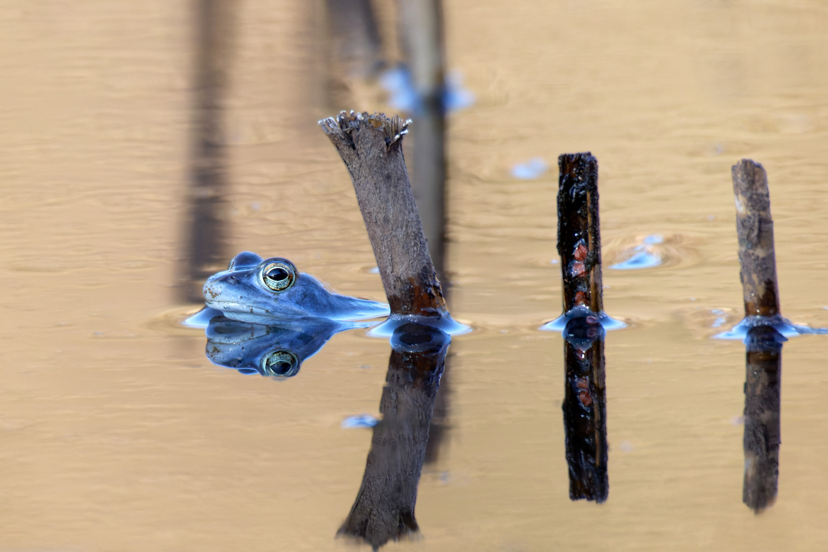 Die Moorfrösche (Rana arvalis) machen einen auf blau!