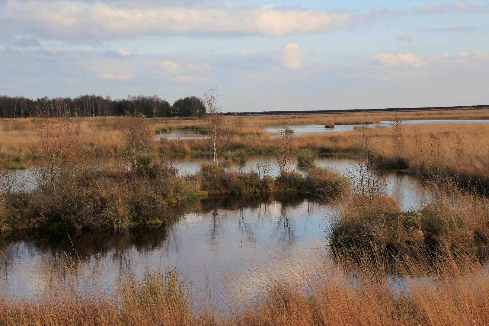 Die Moorlandschaft.