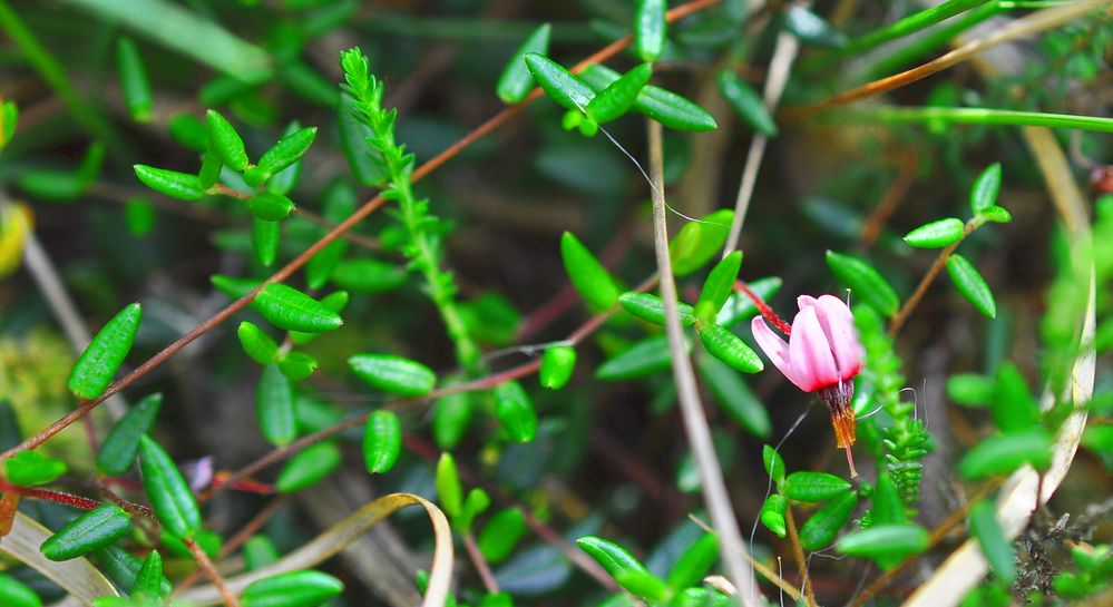 Die Moosbeere (Vaccinium oxycoccos)