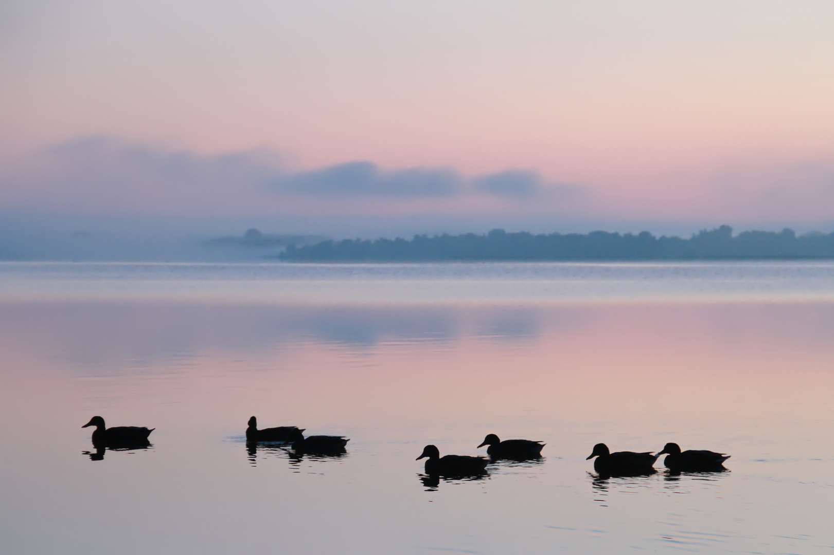 die Morgen-Schwimmgruppe  -  the morning swimming club