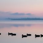 die Morgen-Schwimmgruppe  -  the morning swimming club