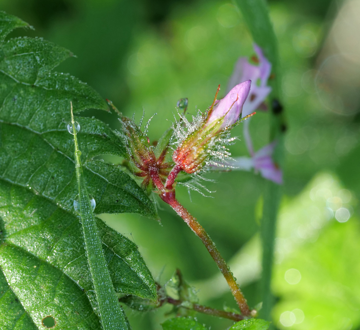 Die Morgenblüte