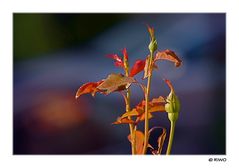 die Morgensonne am Wochenende beleuchtet die Rosenknospen..........