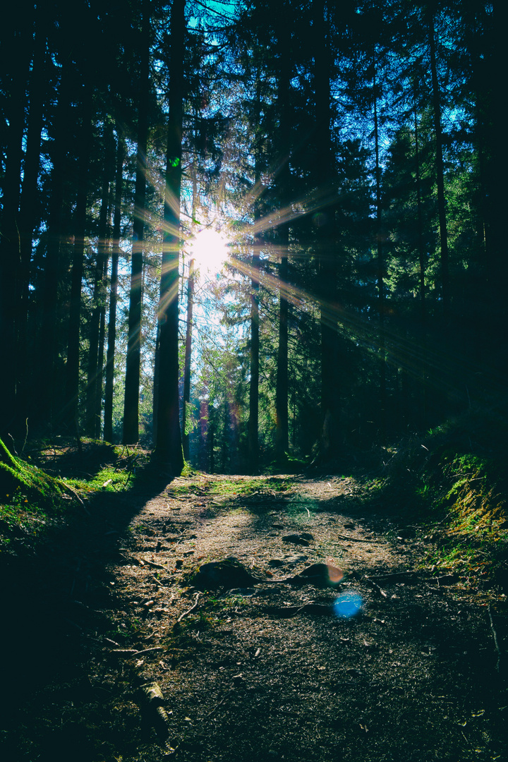 Die Morgensonne auf dem Waldweg