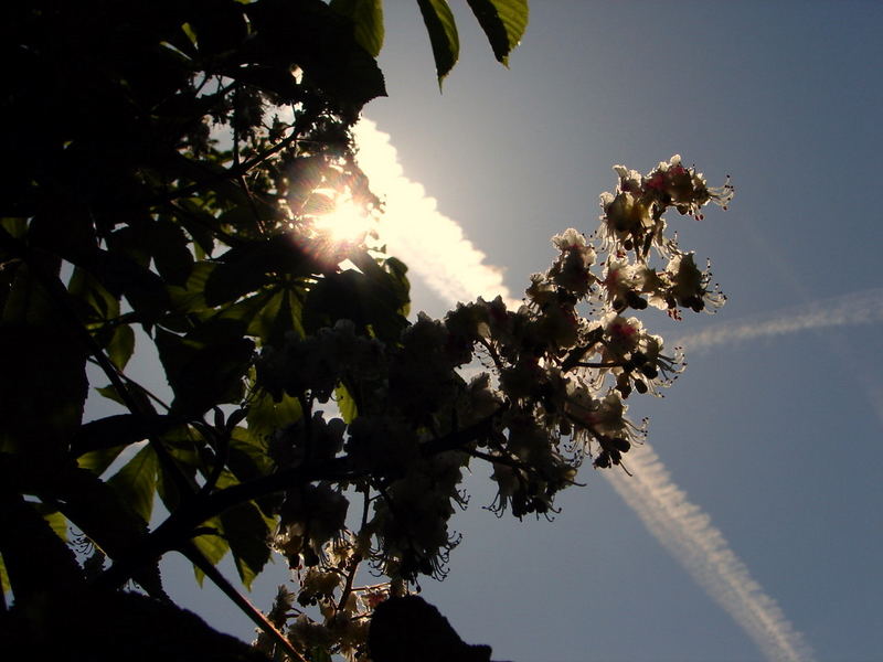 die Morgensonne blinzelt durch die Kastanienblätter