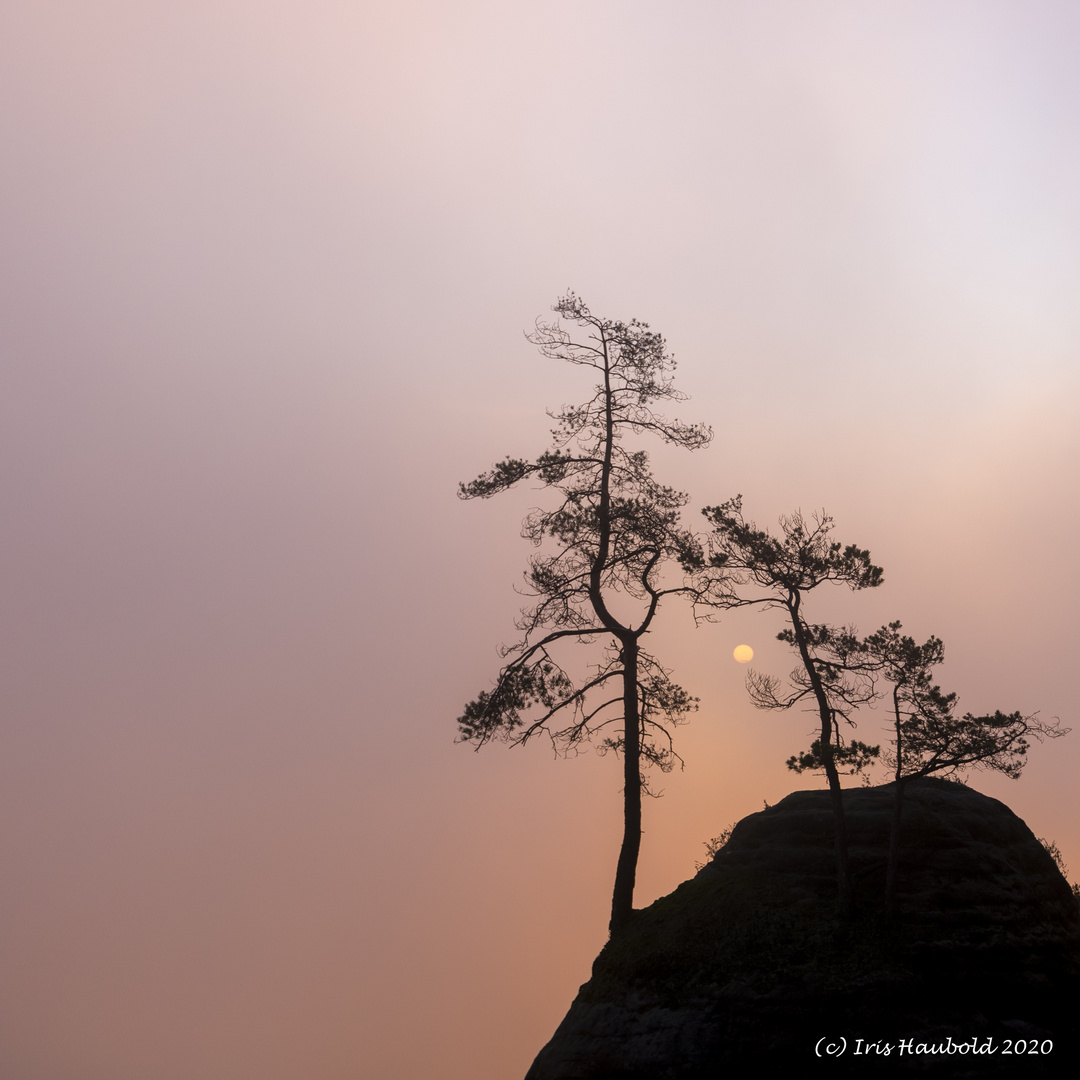 Die Morgensonne bricht durch den Nebel, Felsenburg Neurathen, 10/2020
