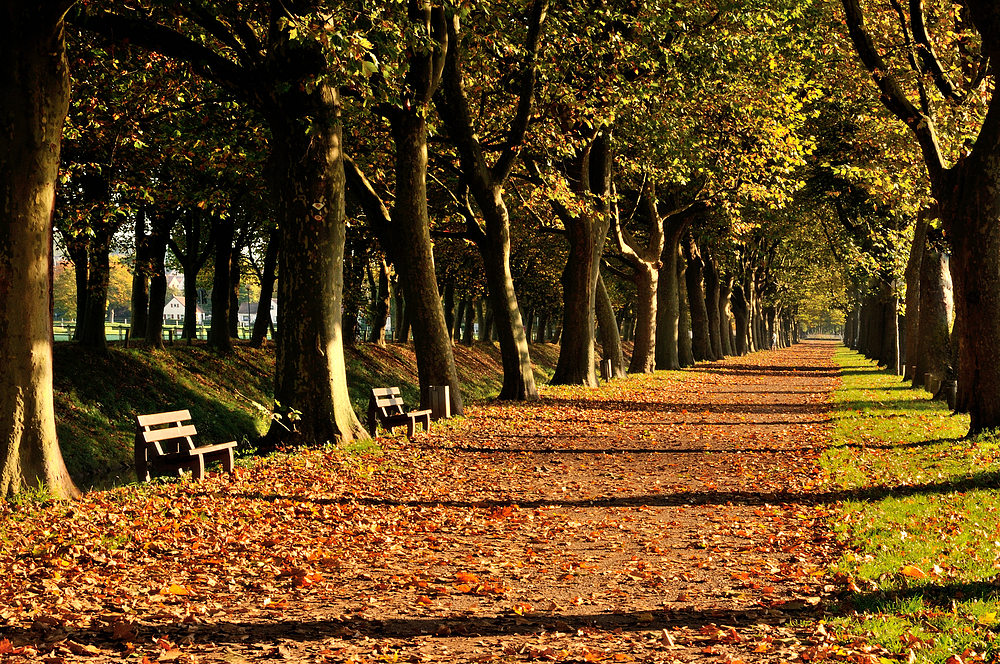 Die Morgensonne bringt die Allee zum leuchten.