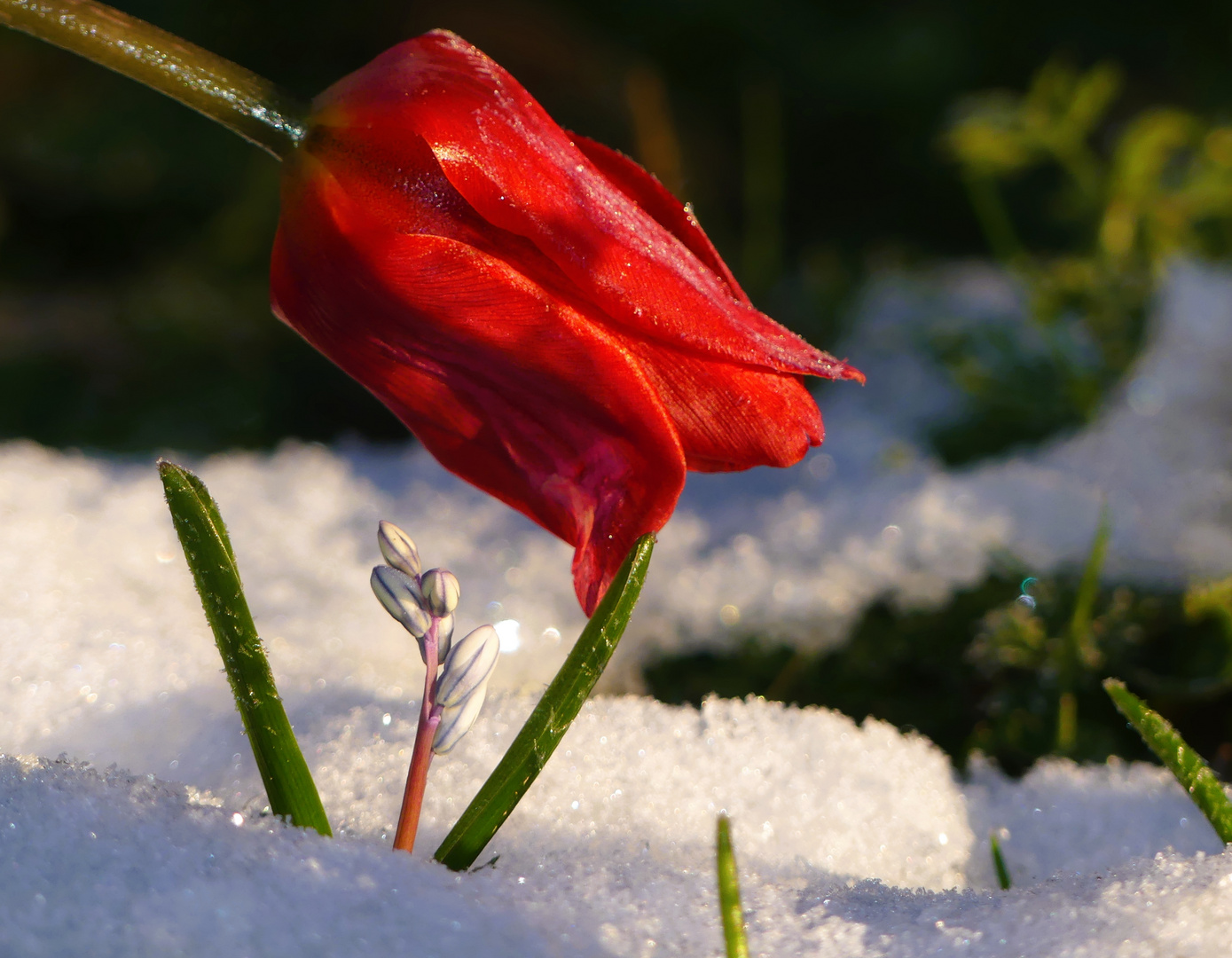 Die erreicht die ersten Blumen im Beet Foto & Bild tulpen