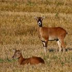 Die Morgensonne genießen.... Mufflonschafe auf dem Feld