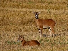 Die Morgensonne genießen.... Mufflonschafe auf dem Feld