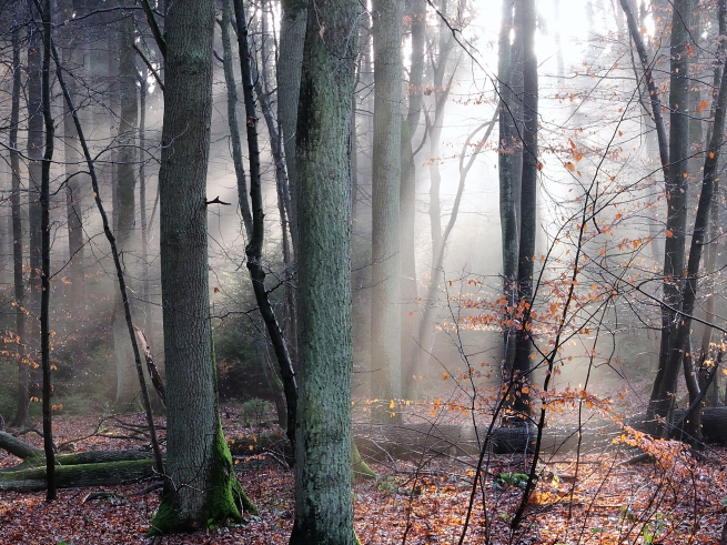 die morgensonne im winterwald