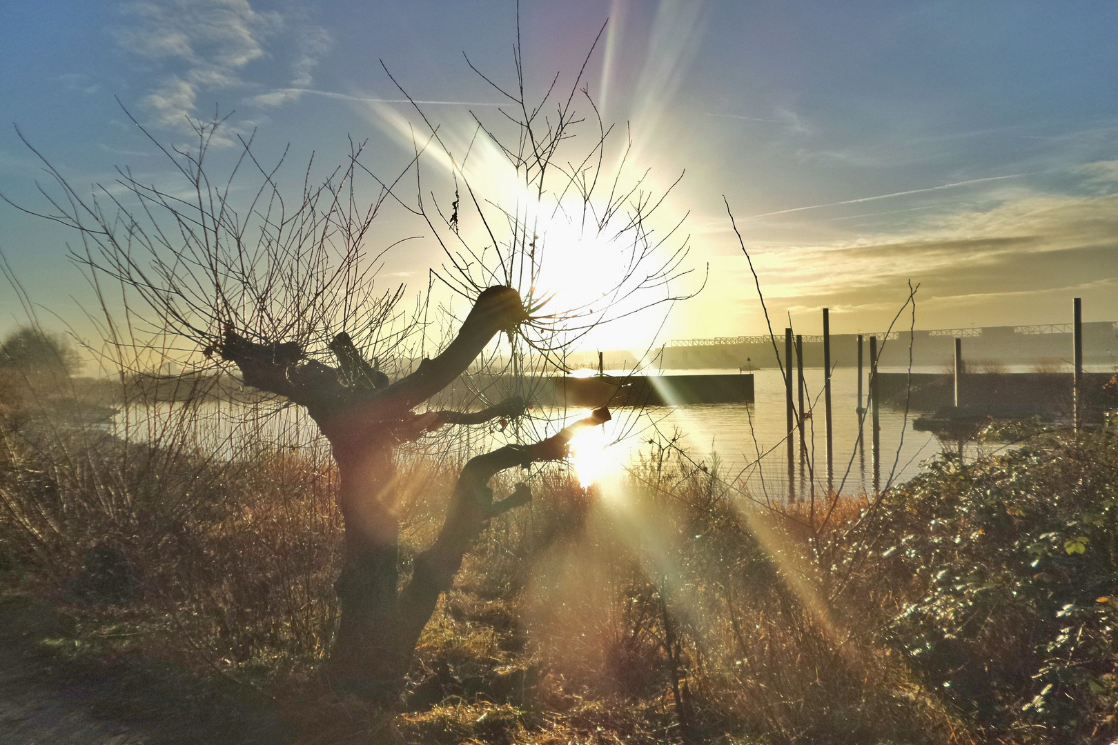 Die Morgensonne in der Weide