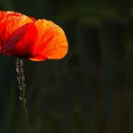 Die Morgensonne streichelt über das Feld