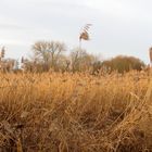 die Morgensonne vergoldet das Reed