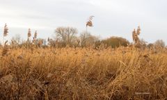 die Morgensonne vergoldet das Reed