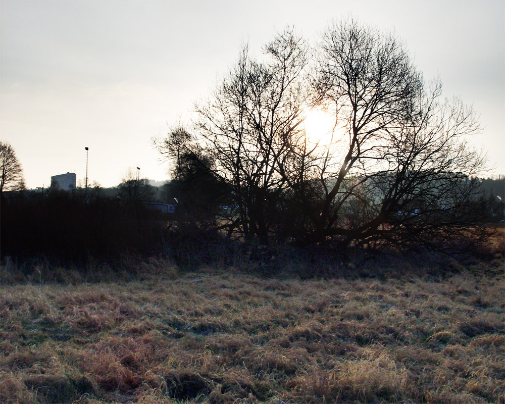 Die Morgensonne zwischen den Bäumen auf dem Feld