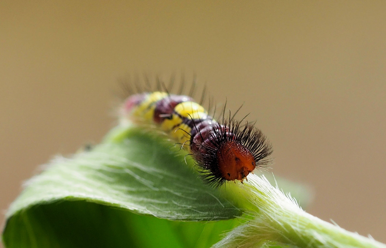 Die Morpho peleides Raupen sind gewachsen...