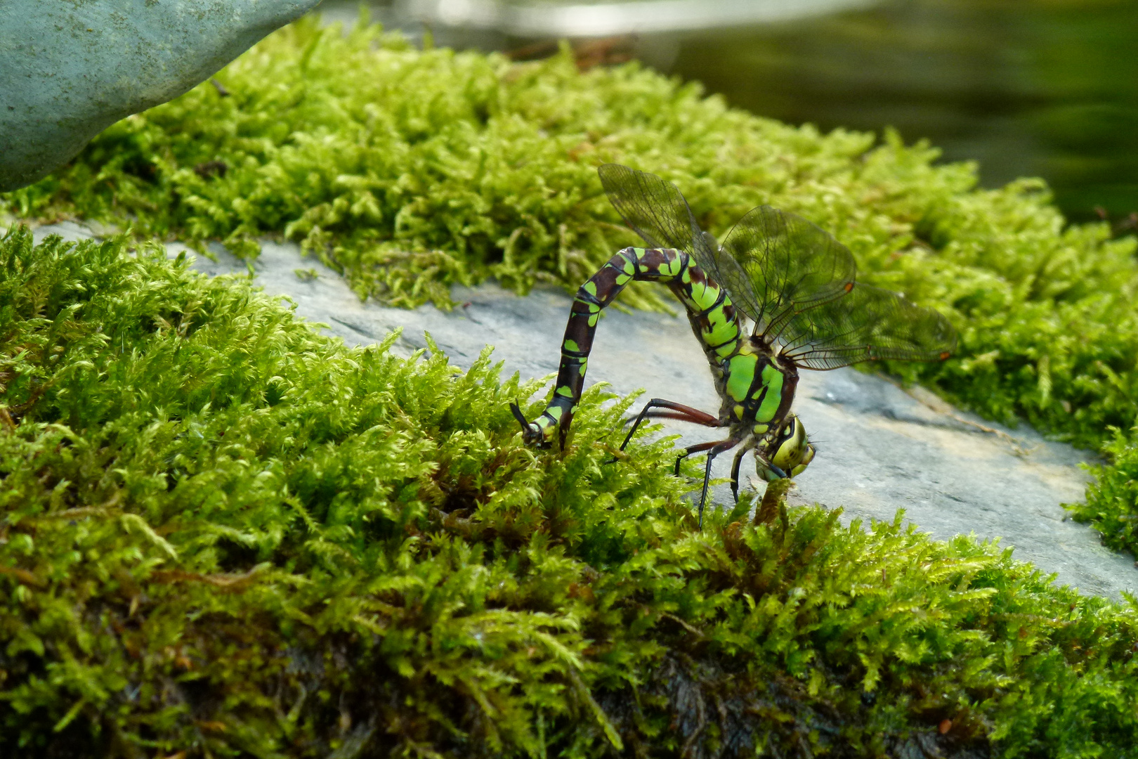 Die MosaikjungferP1260667