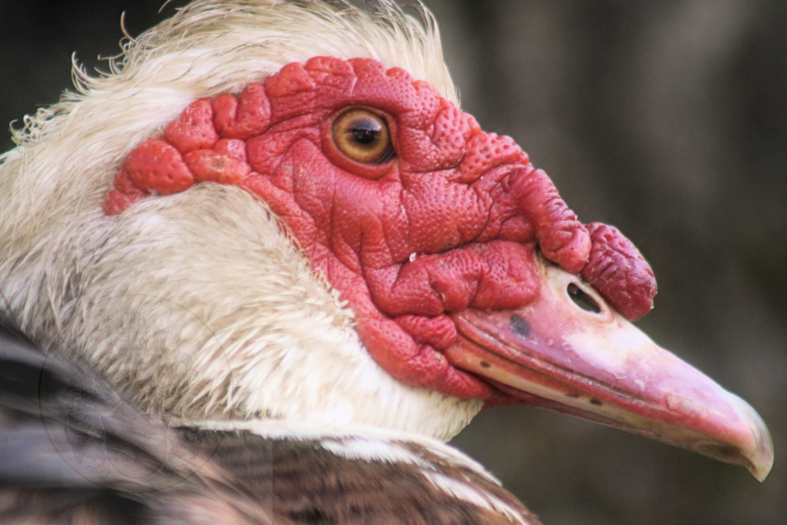 Die Moschusente (Cairina moschata)