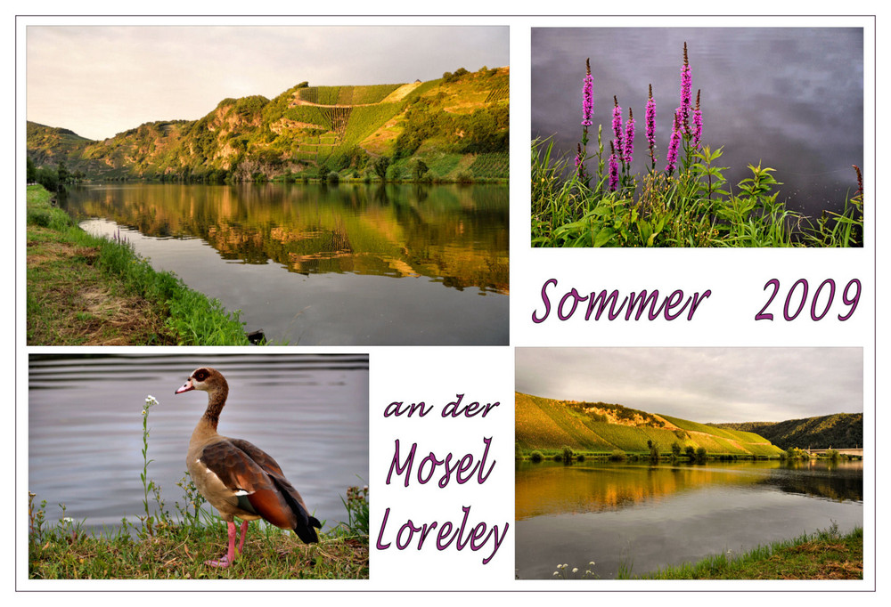 die Mosel-Loreley