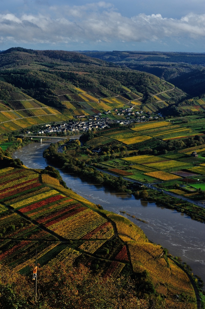 Die Mosel mit Blick auf Neef vom Gipfelkreuz des Calmonts