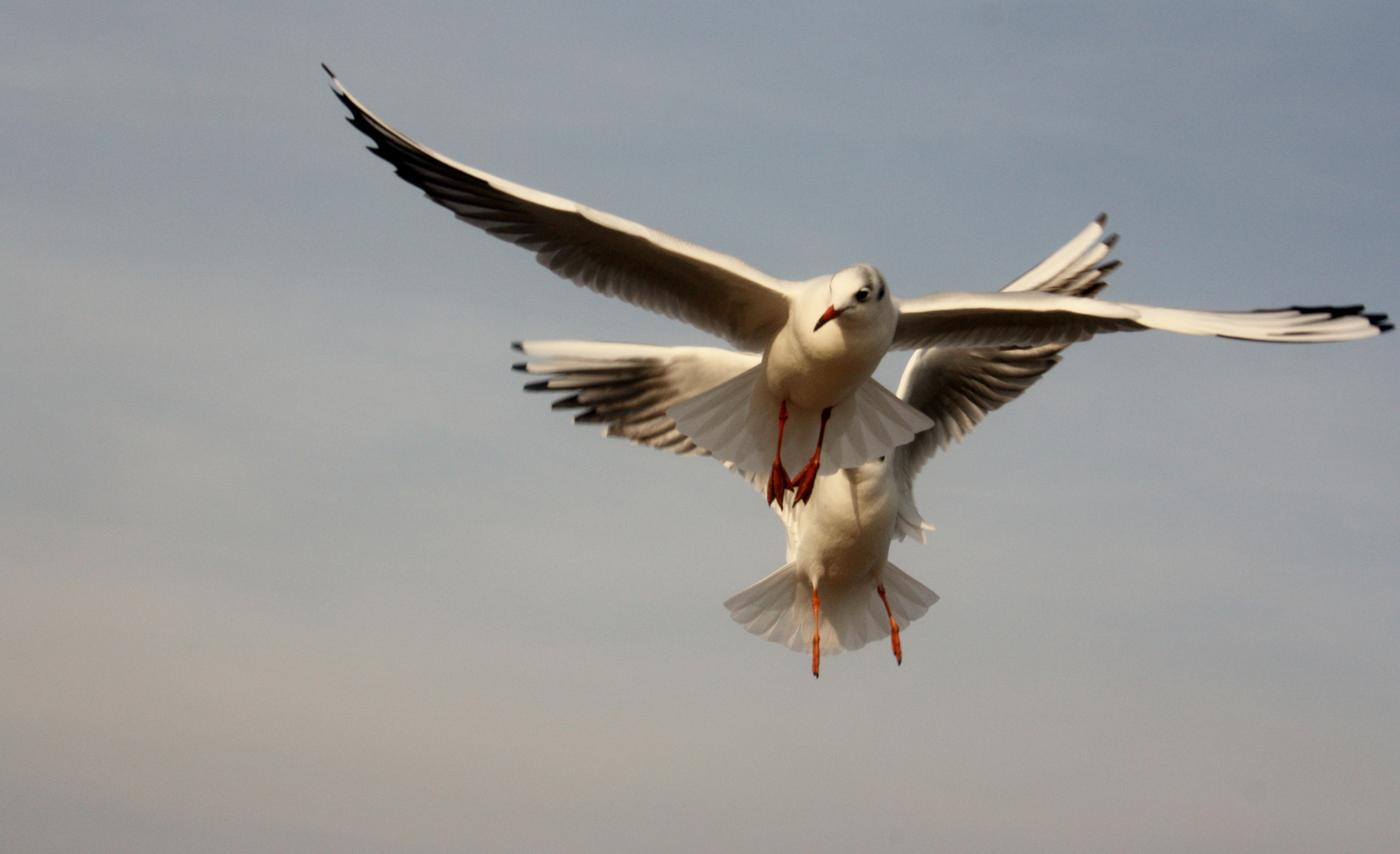 Die Mowe am Ostseestrand