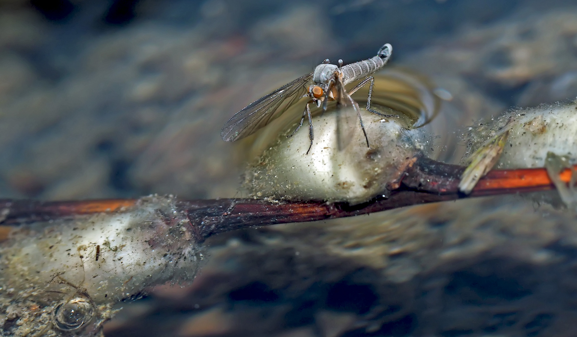 Die Mücke im Rinnsal, eine überraschende Entdeckung. - Le moustique s'est posé en un clin d'oeil!