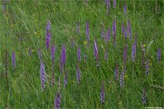 Die Mücken-Händelwurz (Gymnadenia conopsea).........