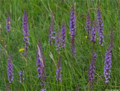 Die Mücken-Händelwurz (Gymnadenia conopsea)..........