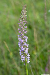 Die Mücken-Händelwurz (Gymnadenia conopsea)