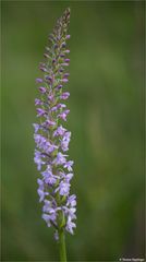 Die Mücken-Händelwurz (Gymnadenia conopsea)............