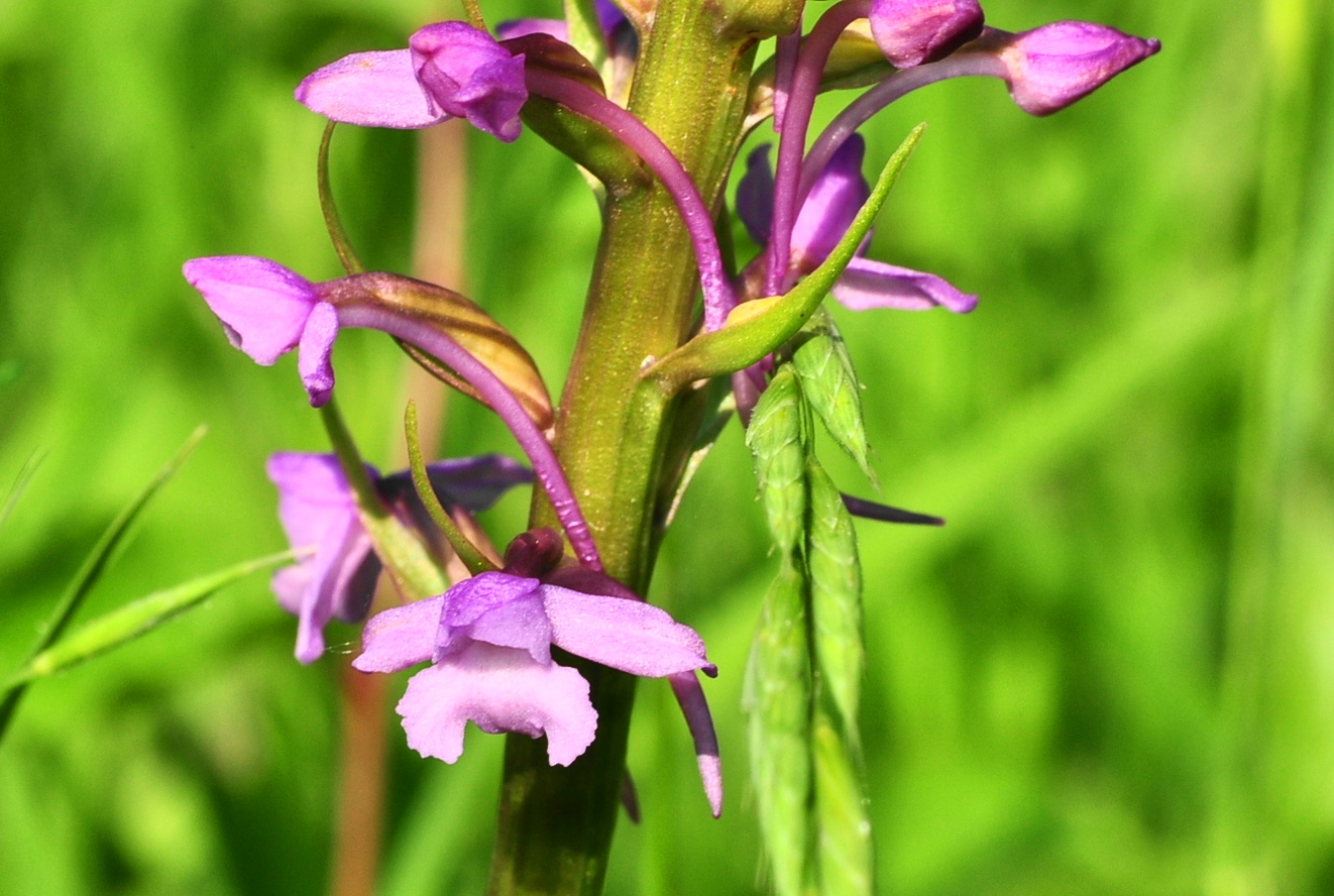 Die Mücken- Händelwurz (Gymnadenia conopsea)