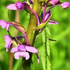 Die Mücken- Händelwurz (Gymnadenia conopsea)