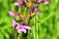 Die Mücken- Händelwurz (Gymnadenia conopsea)