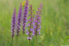 Die Mücken-Händelwurz (Gymnadenia conopsea)....