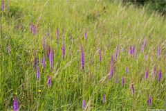 Die Mücken-Händelwurz (Gymnadenia conopsea).......