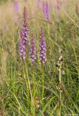 Die Mücken-Händelwurz (Gymnadenia conopsea) &amp; Hummel-Ragwurz (Ophrys holoserica) .