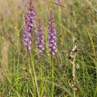 Die Mücken-Händelwurz (Gymnadenia conopsea) &amp; Hummel-Ragwurz (Ophrys holoserica) .