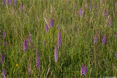 Die Mücken-Händelwurz (Gymnadenia conopsea)......