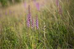 Die Mücken-Händelwurz (Gymnadenia conopsea) & Hummel-Ragwurz (Ophrys holoserica)