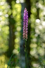 Die Mückenhändelwurz (Gymnadenia conopsea) im Abendlicht - ein besonderes Erlebnis, . . .