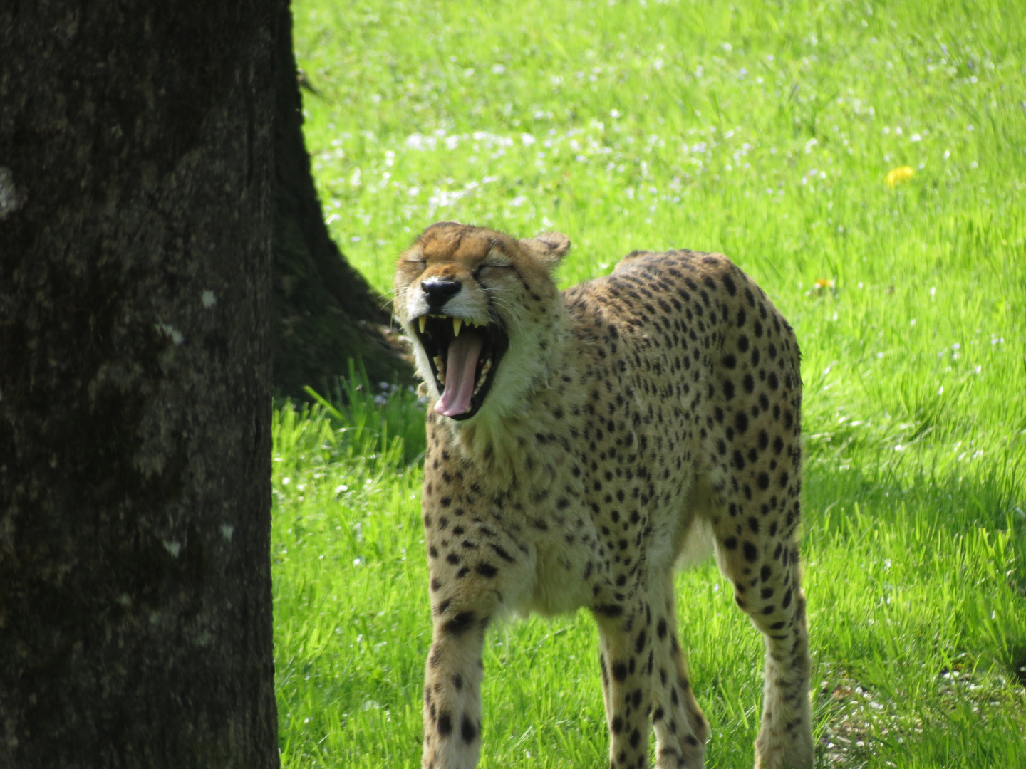 Die müde Wildkatze