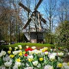 Die Mühle im Keukenhof.