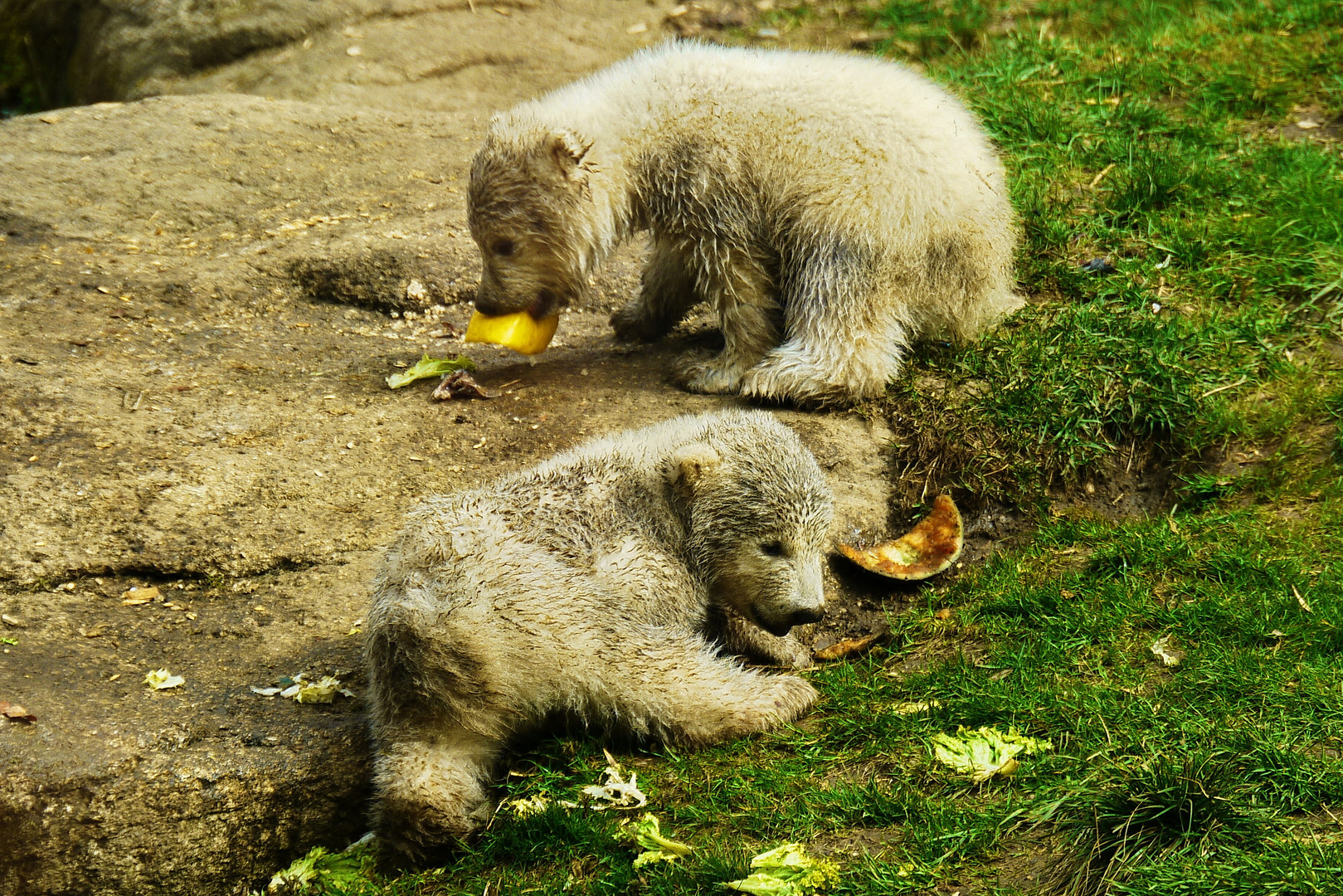 Die Münchner Eisbär-Babys beim Naschen