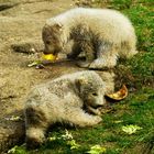 Die Münchner Eisbär-Babys beim Naschen