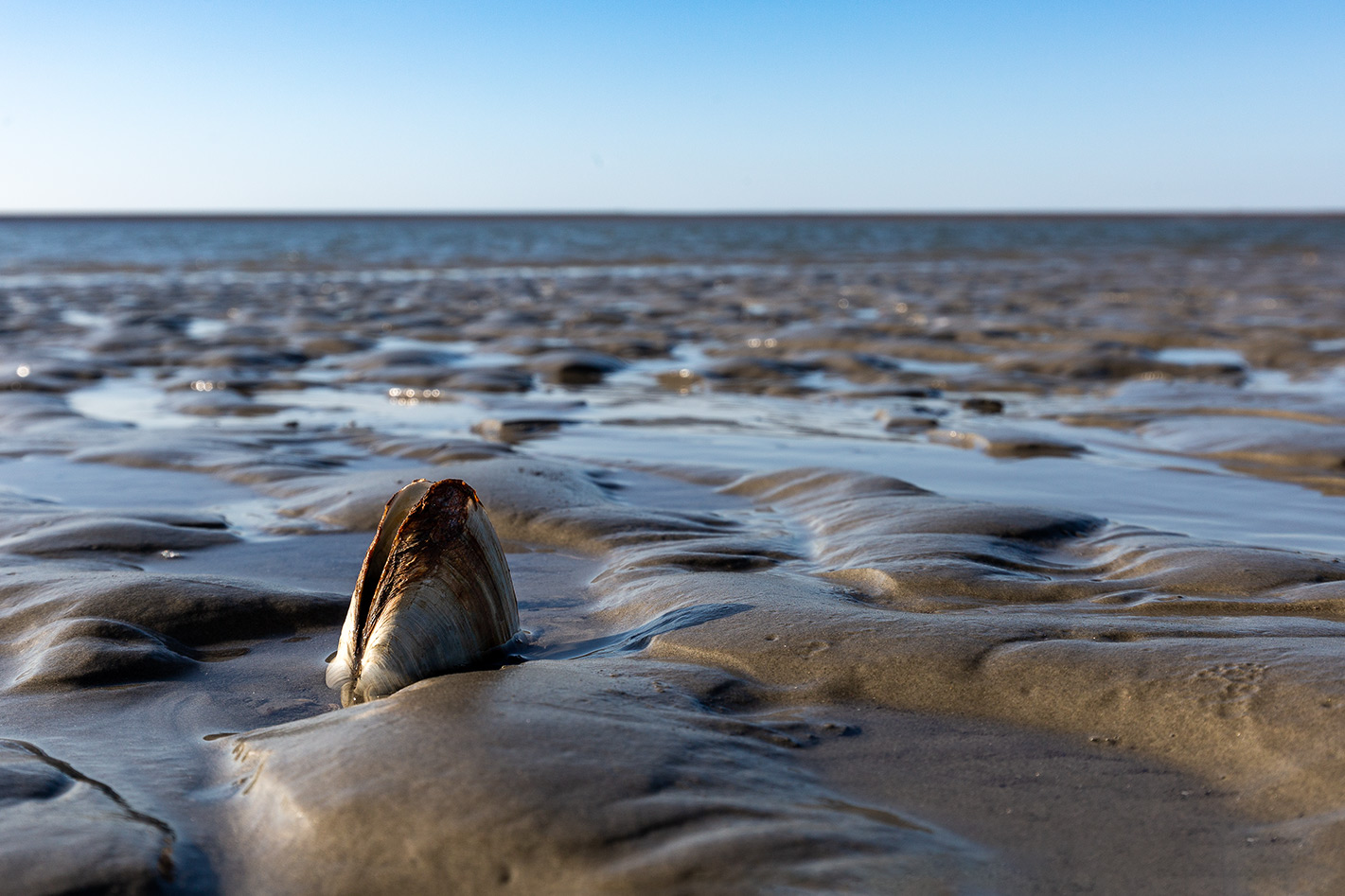 Die Mupfel... Foto &amp; Bild | landschaft, meer &amp; strand, watt Bilder auf ...