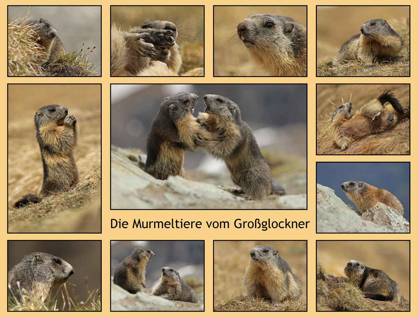 Die Murmeltiere vom Großglockner