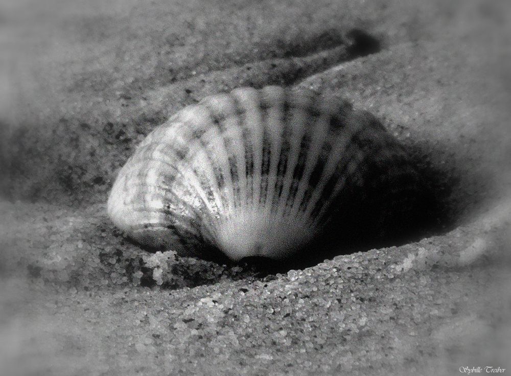 Die Muschel Foto & Bild europe, france, landschaft Bilder auf